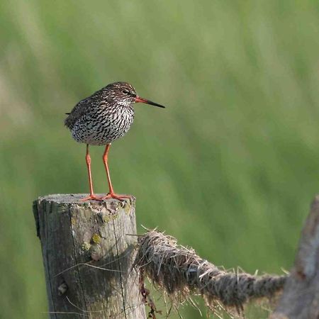 Seevilla Wietjes Whg 5 Baltrum Exteriér fotografie