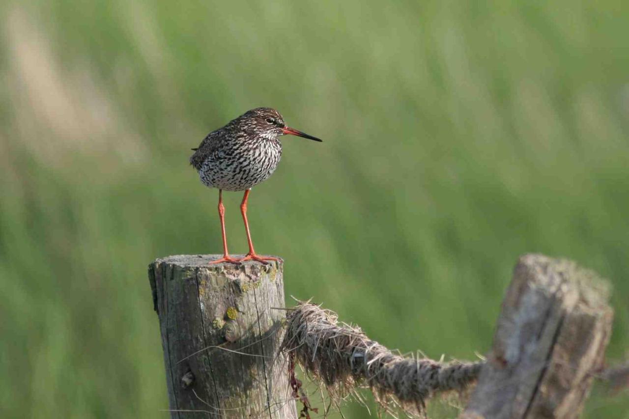 Seevilla Wietjes Whg 5 Baltrum Exteriér fotografie
